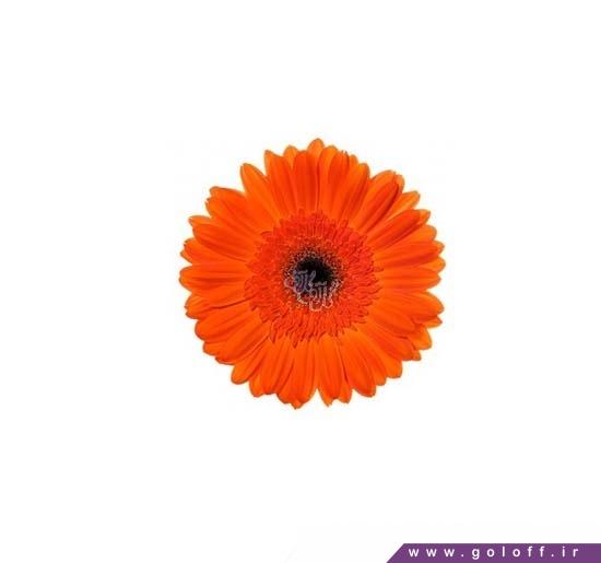 گل ژربرا سارولتا - Gerbera | گل آف